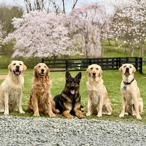Muttley Crew